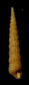 Metaxia metaxae